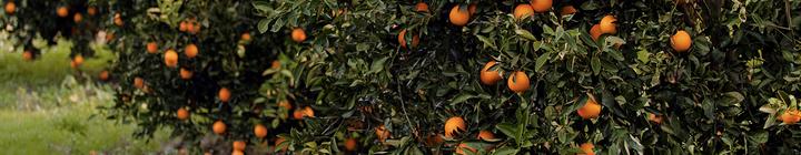 柑橘林的橘子.