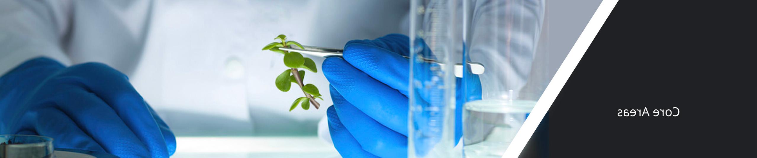科学家戴着手套，用镊子夹着植物茎.